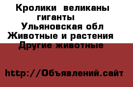 Кролики (великаны, гиганты )  - Ульяновская обл. Животные и растения » Другие животные   